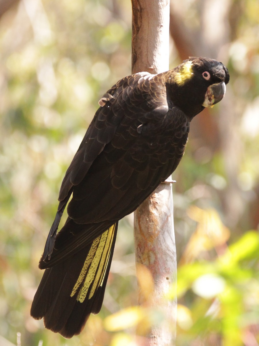 Yellow-tailed Black-Cockatoo - ML523188761