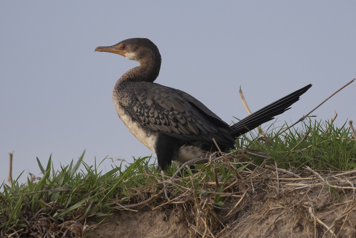 Long-tailed Cormorant - ML523191681