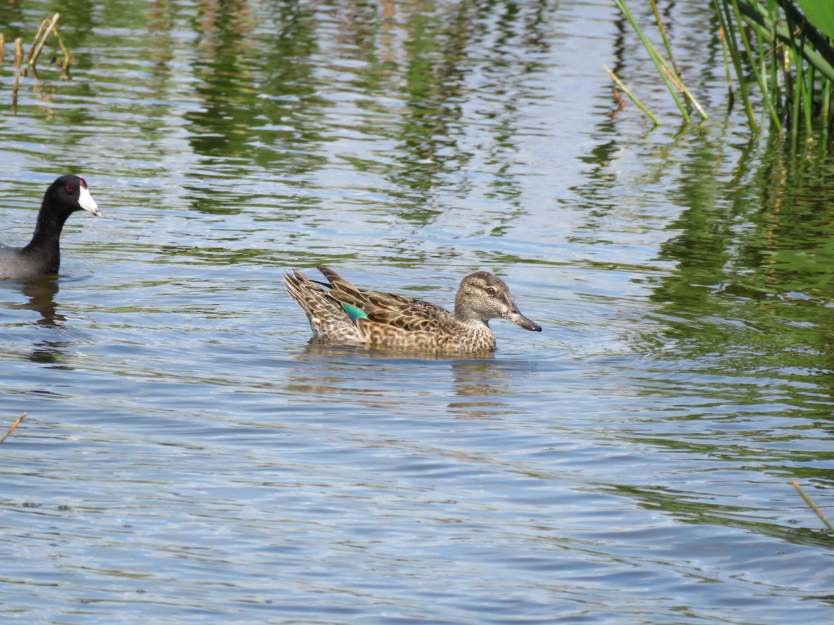 Green-winged Teal - ML52319171