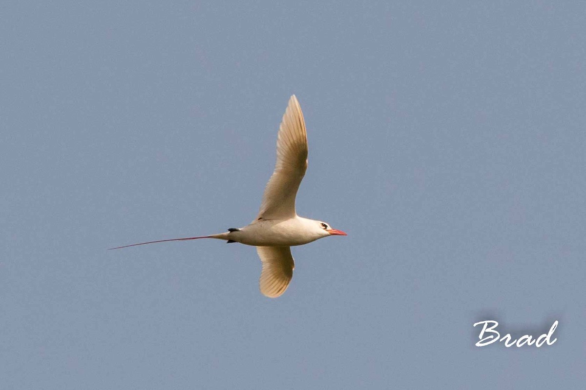 Red-tailed Tropicbird - ML52320081