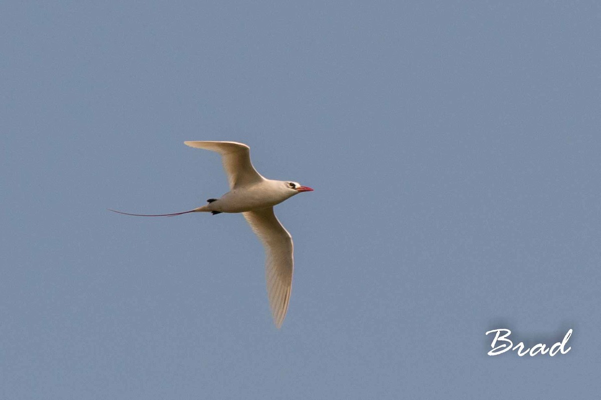 Red-tailed Tropicbird - Brad Argue