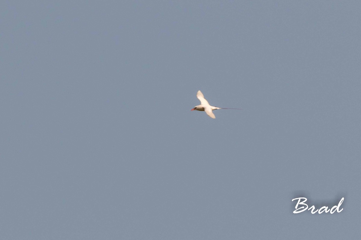 Red-tailed Tropicbird - ML52320111
