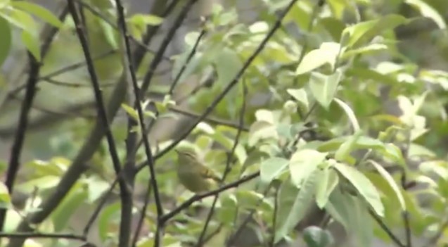Yellow-browed Warbler - ML523202691