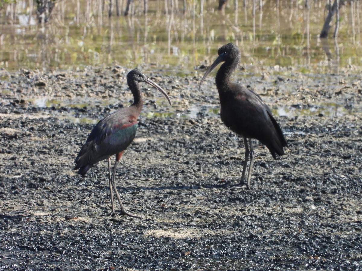 ibis hnědý - ML523203331