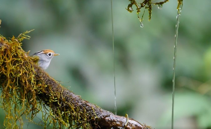 Chestnut-crowned Warbler - Josep del Hoyo