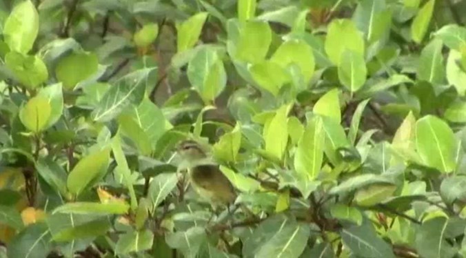 Island Leaf Warbler (New Guinea) - ML523205071