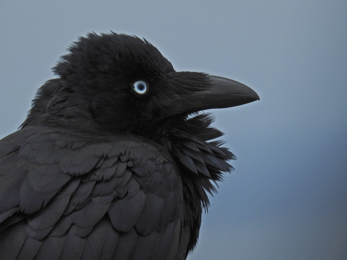 Australian Raven - ML523205921