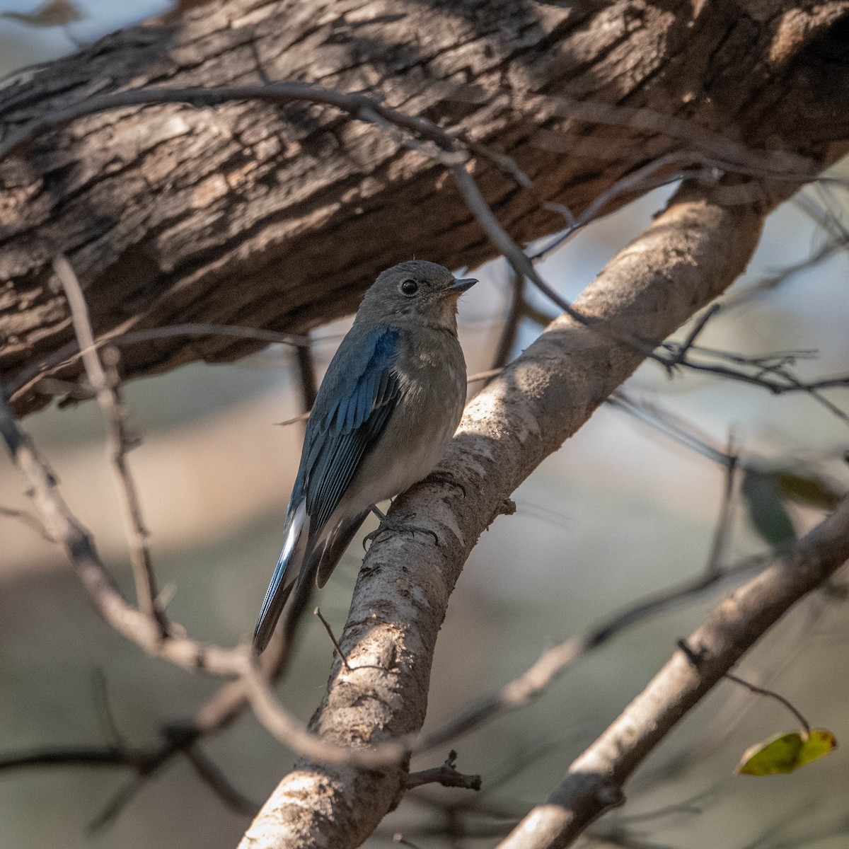 Blue-and-white Flycatcher - ML523208991