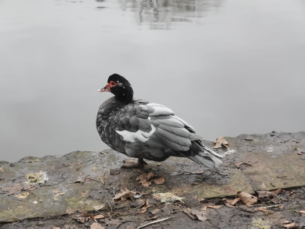 Muscovy Duck (Domestic type) - ML523209561