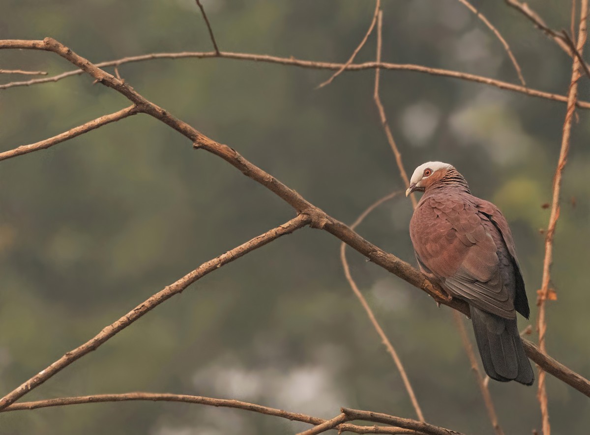 Pale-capped Pigeon - ML523209841