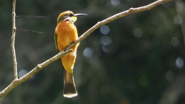 Cinnamon-chested Bee-eater - ML523211041