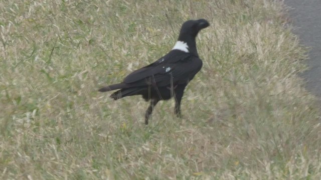 White-necked Raven - ML523211201