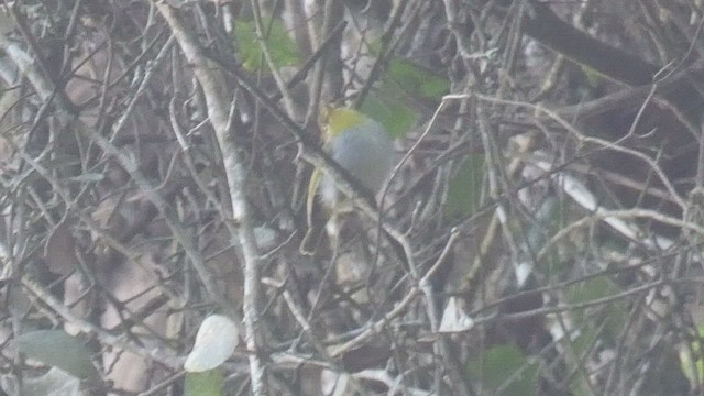 Yellow-throated Woodland-Warbler - ML523211401