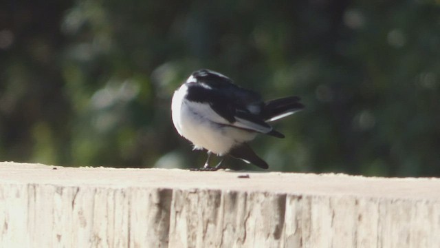 African Pied Wagtail - ML523211901