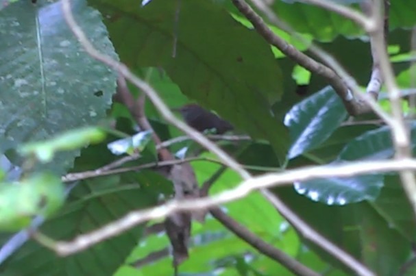 Fiji Bush Warbler - ML523214071