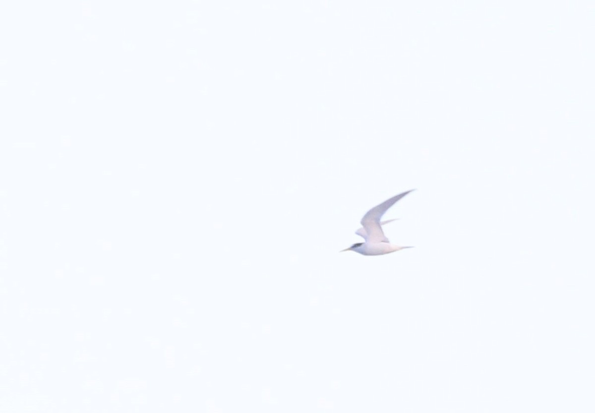Little Tern - ML523215551