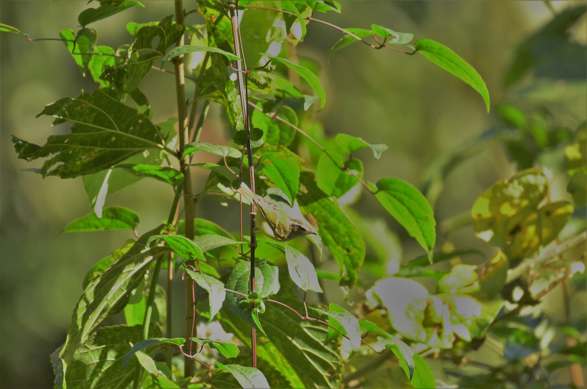 Sichuan Leaf Warbler - ML523215891