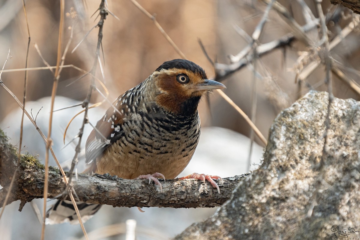 Spotted Laughingthrush - ML523218951