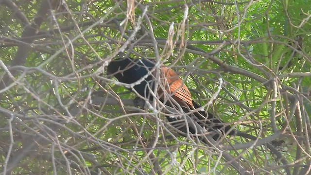 Greater Coucal - ML523220961