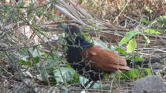 Greater Coucal - ML523220971