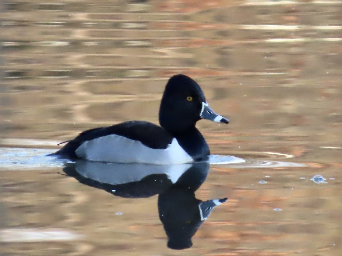 Ring-necked Duck - Lawrence Zoller