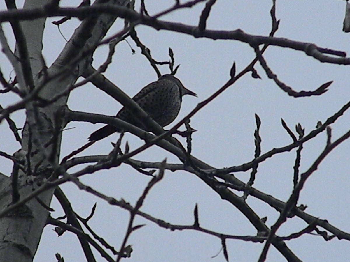 Northern Flicker (Red-shafted) - ML52322241