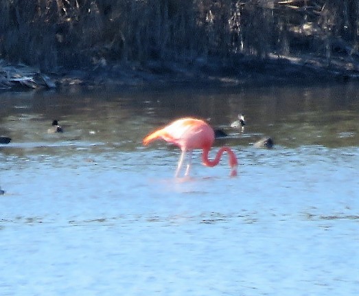American Flamingo - ML523223451