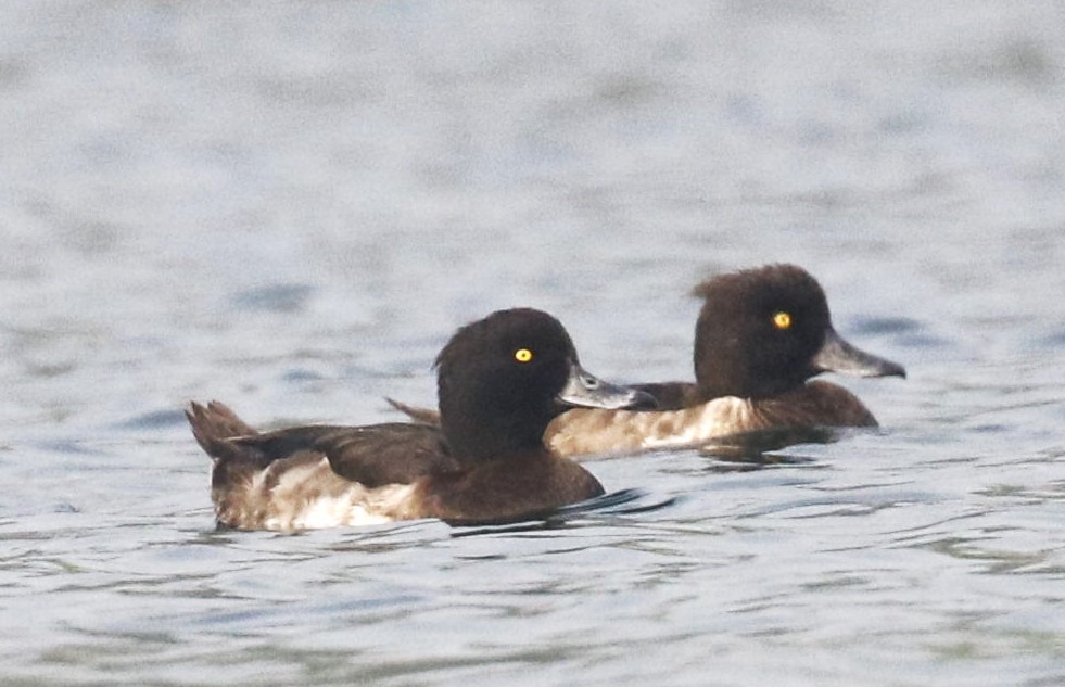 Tufted Duck - ML523225111