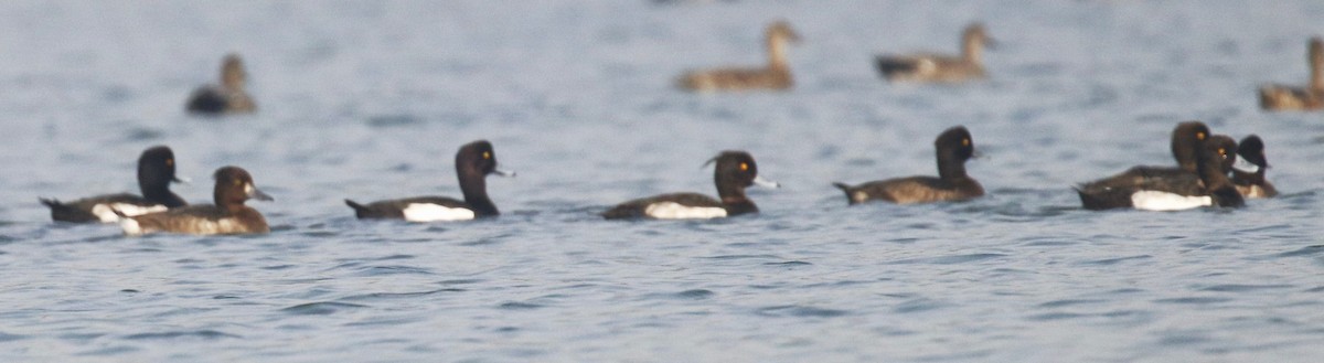 Tufted Duck - ML523225121