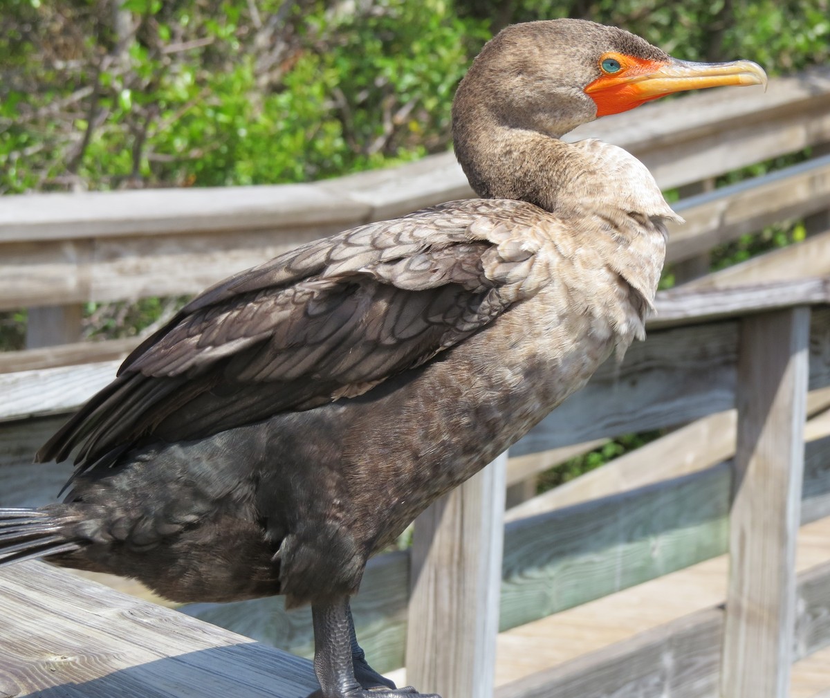 Double-crested Cormorant - Robin Potvin
