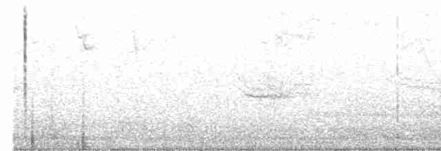 White-tipped Dove (White-tipped) - ML523226191