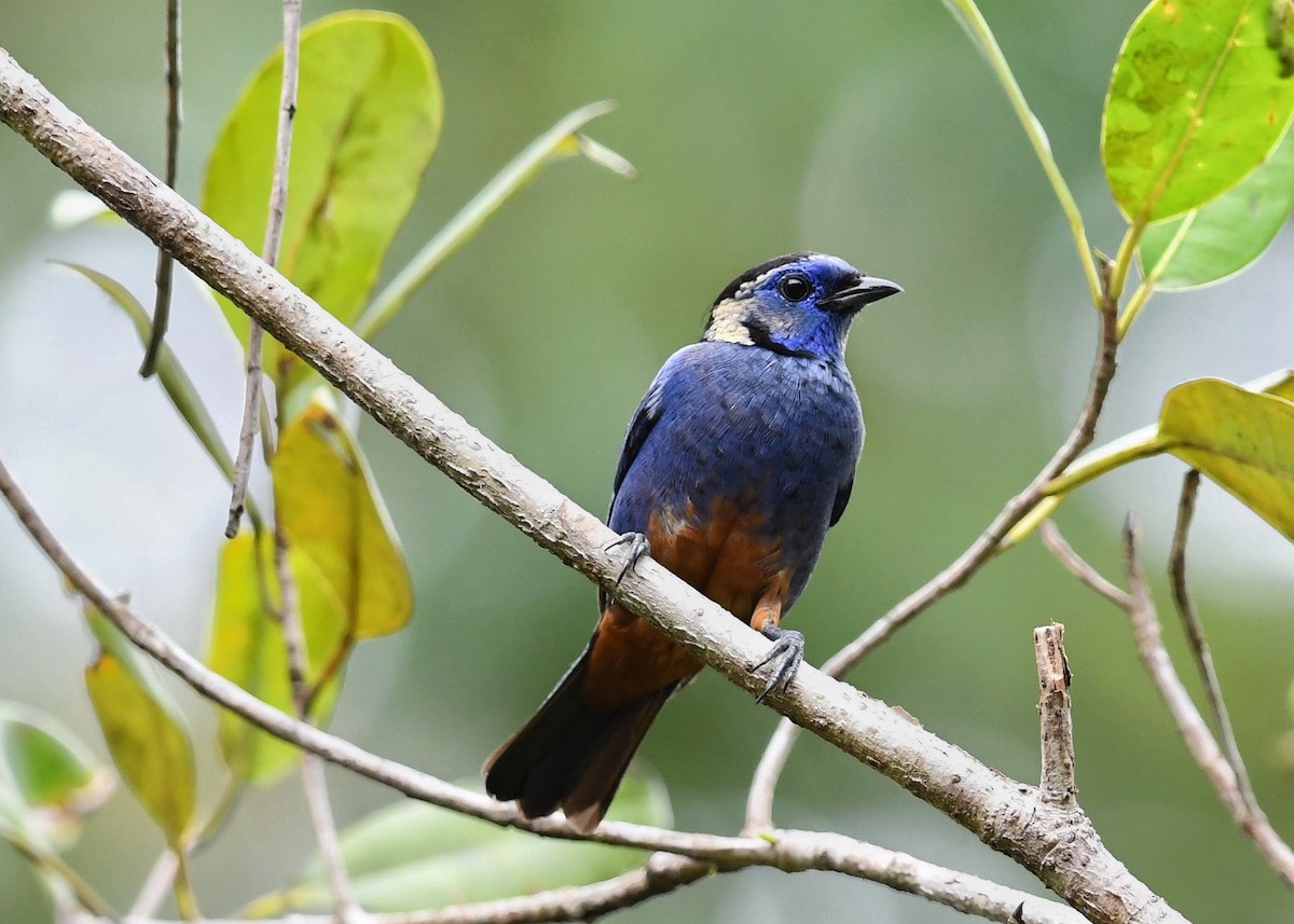 Opal-rumped Tanager - ML523226251