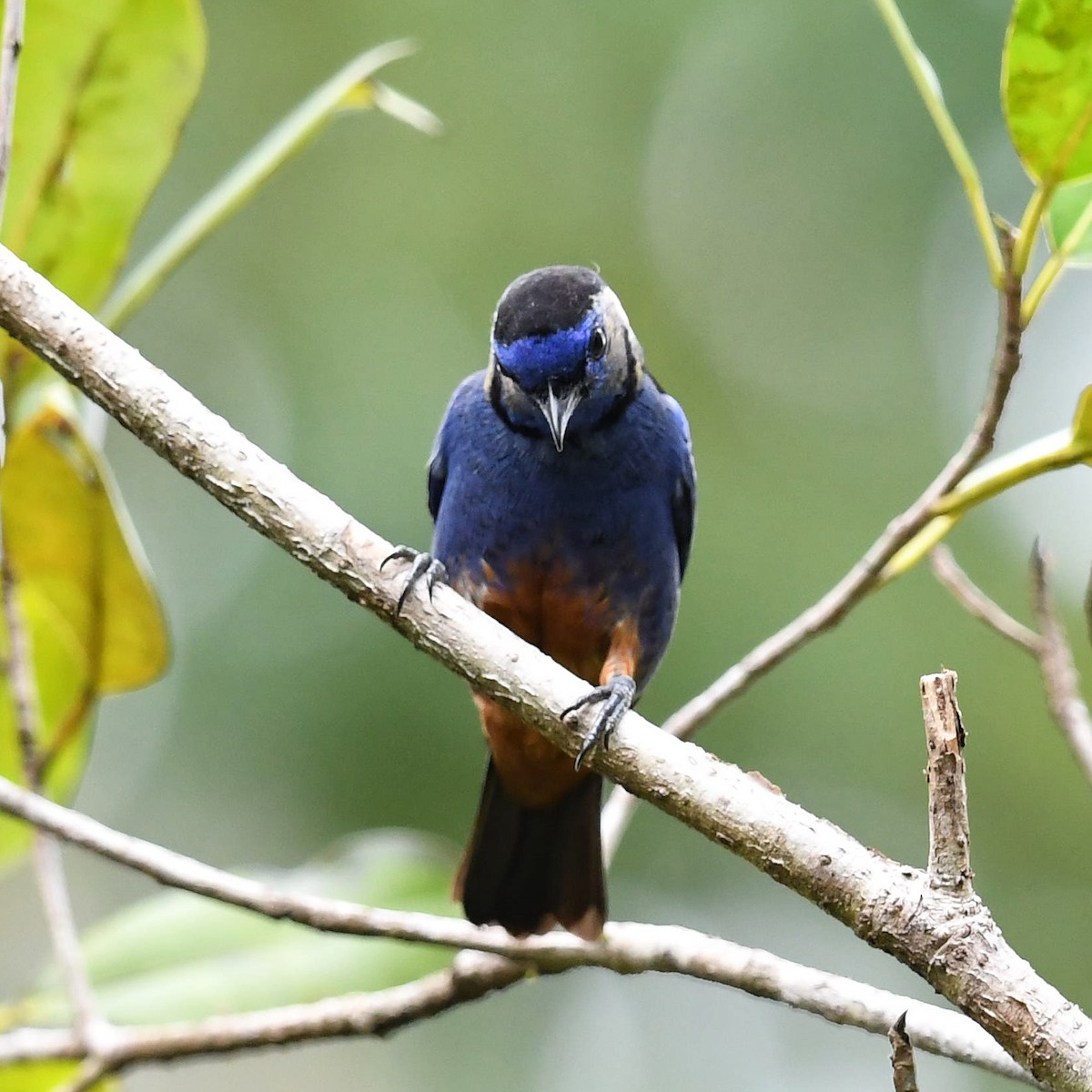 Opal-rumped Tanager - ML523226261