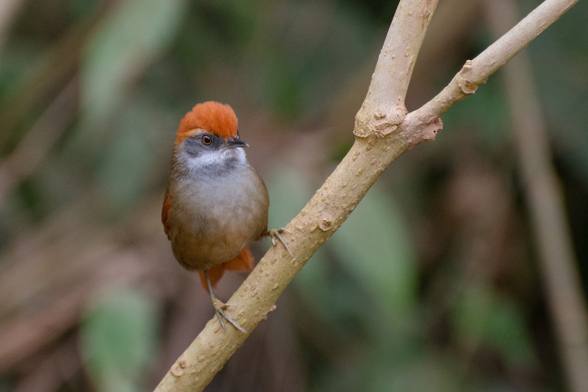 Rufous-capped Spinetail - ML523236031