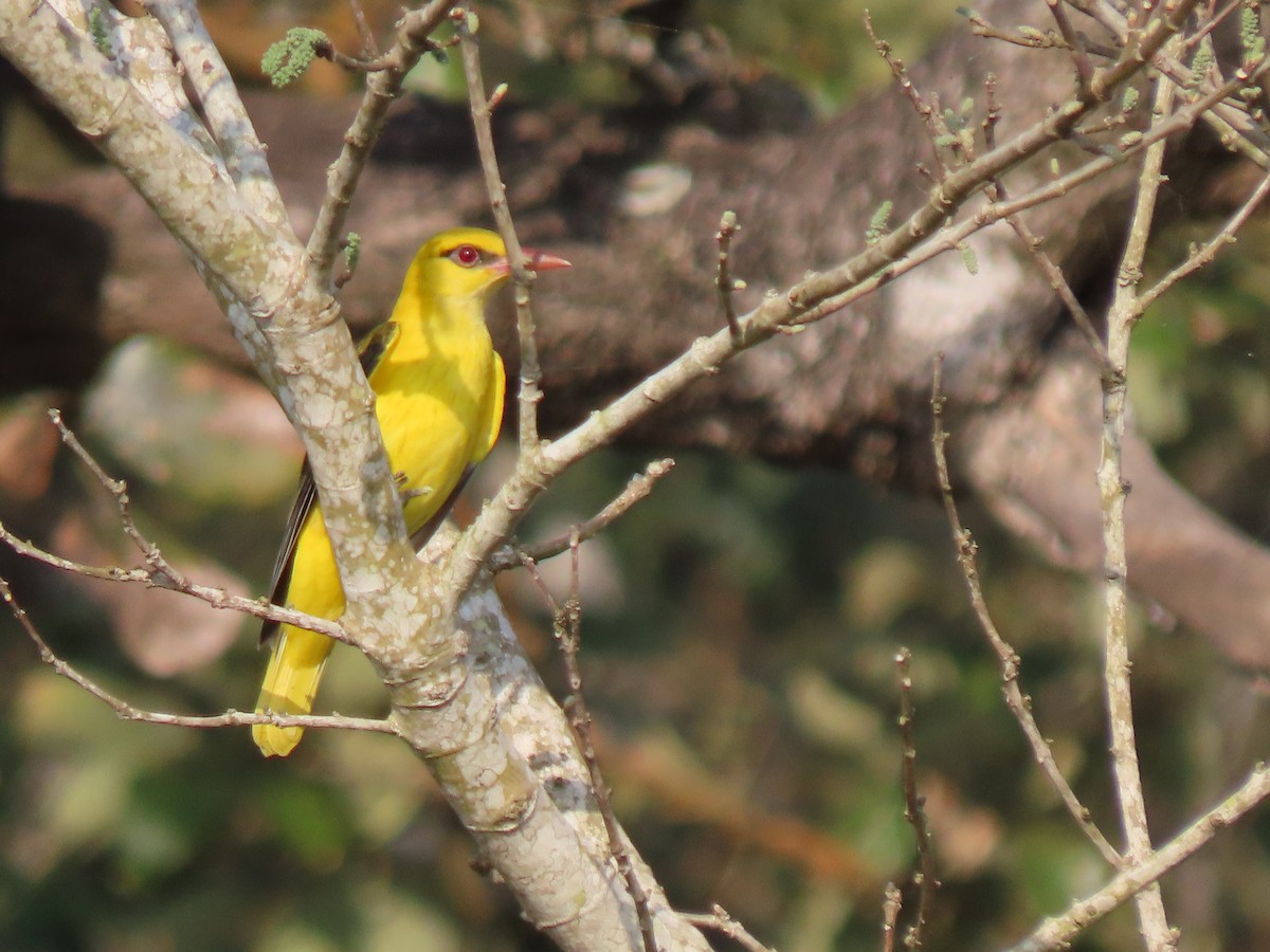 Indian Golden Oriole - ML523237281
