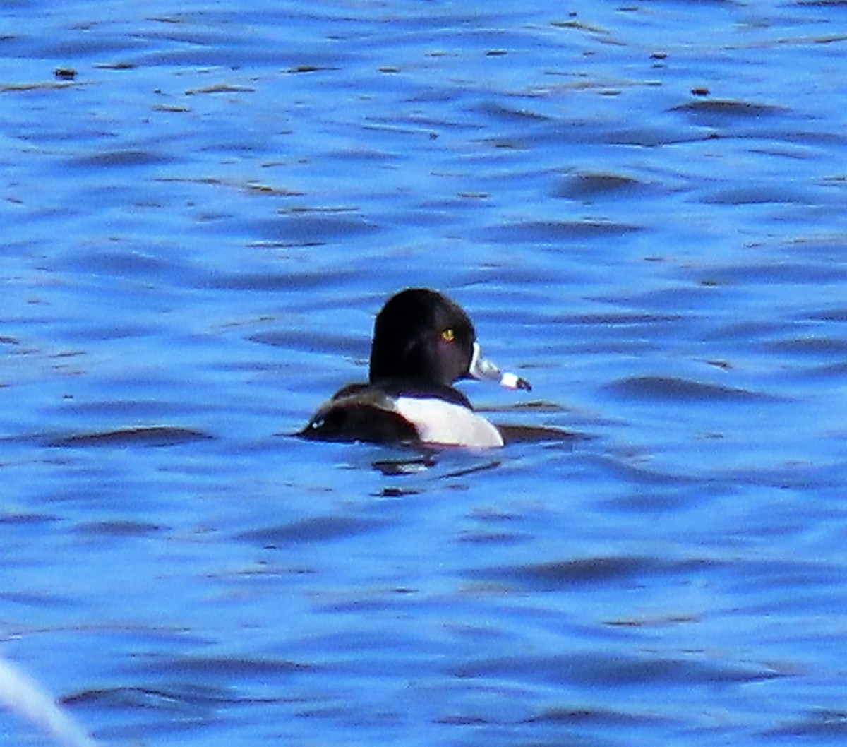 Ring-necked Duck - ML523239171