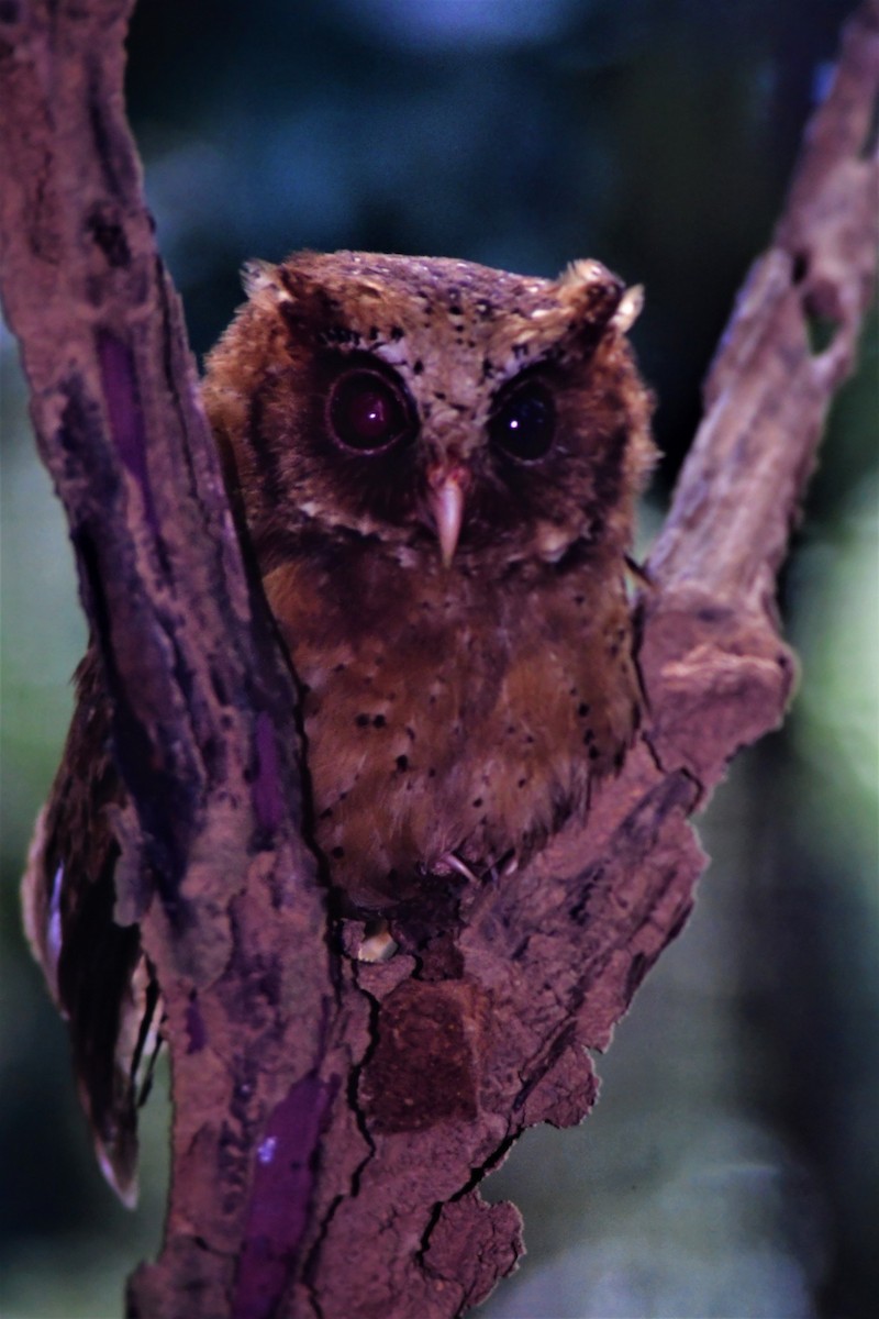 Reddish Scops-Owl - ML523241161
