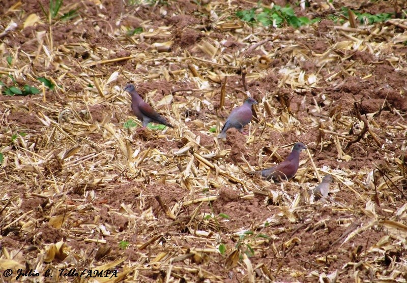Pale-vented Pigeon - Julio C. Tello - Ikam Expeditions