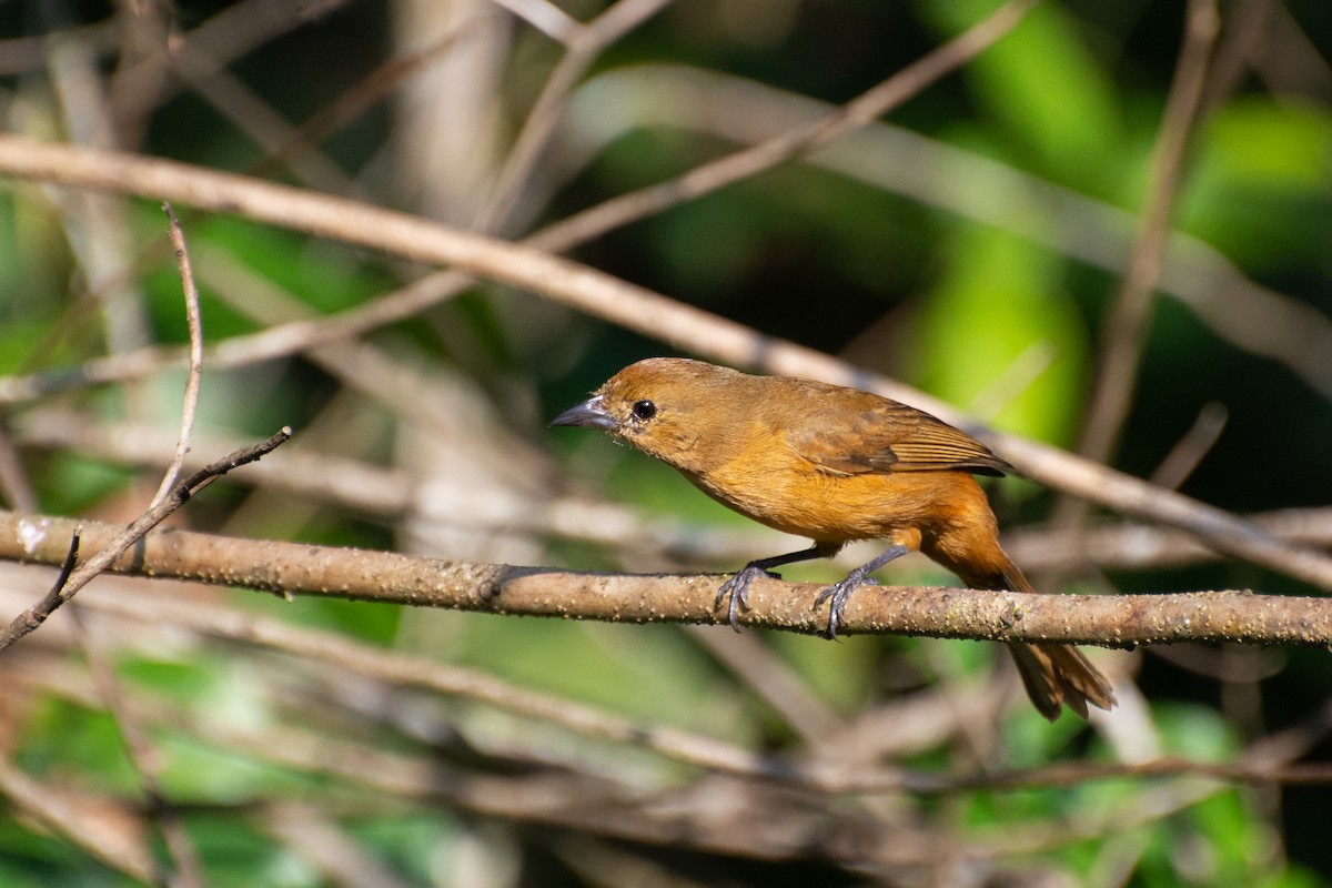 Flame-crested Tanager - ML523243561