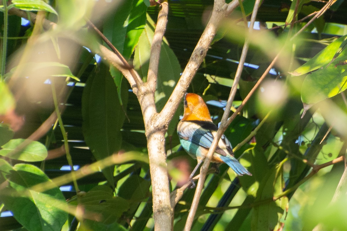 Black-backed Tanager - ML523243601