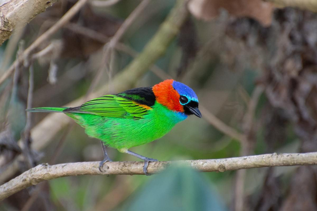Red-necked Tanager - ML523243611
