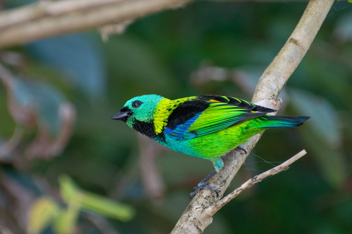 Green-headed Tanager - ML523243631