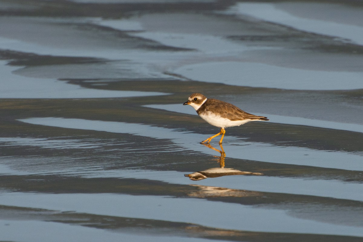 Semipalmated Plover - ML523243691
