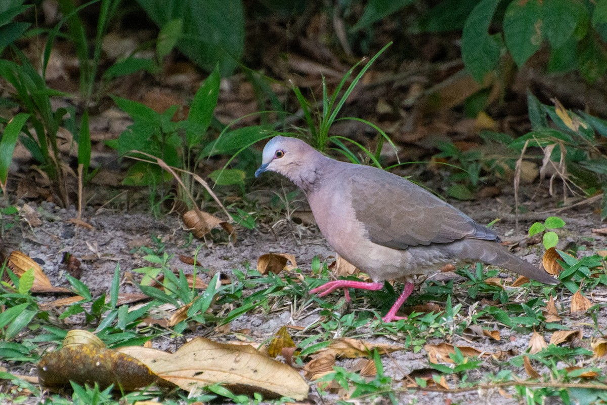 Gray-fronted Dove - ML523244281