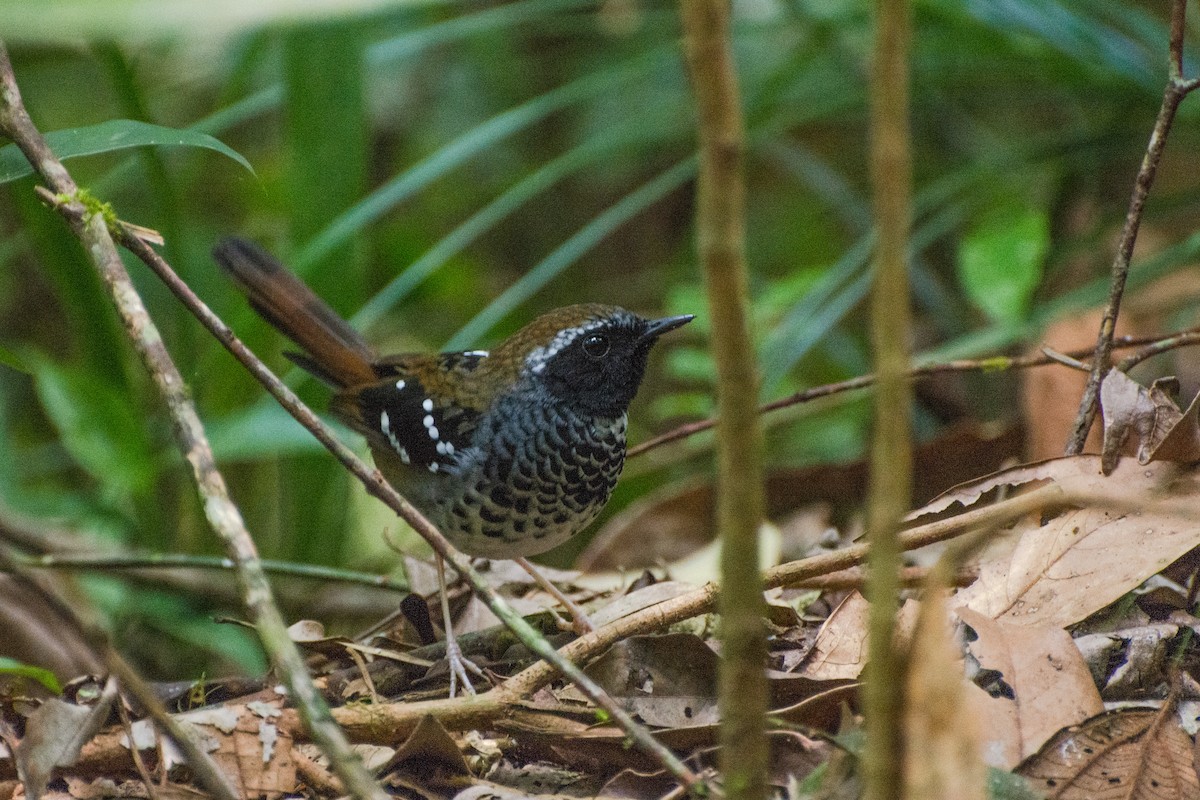 Squamate Antbird - Marcos Eugênio Birding Guide