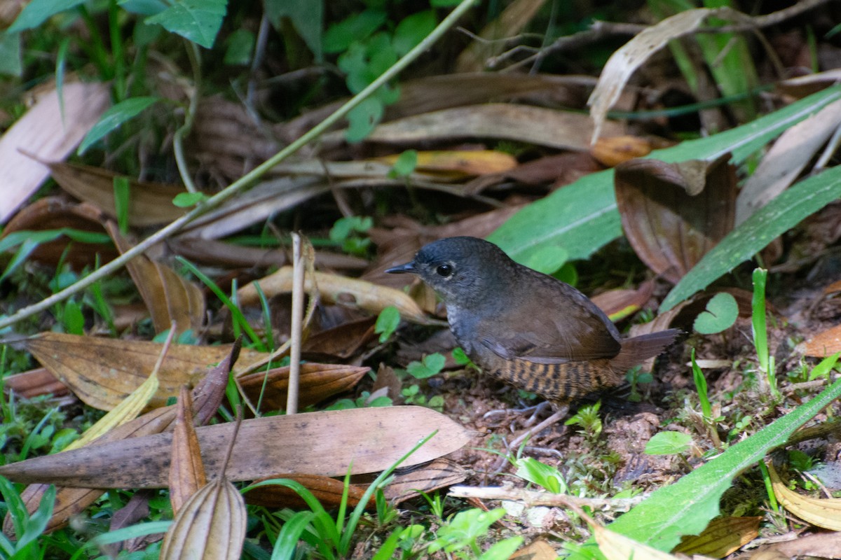 White-breasted Tapaculo - ML523245121