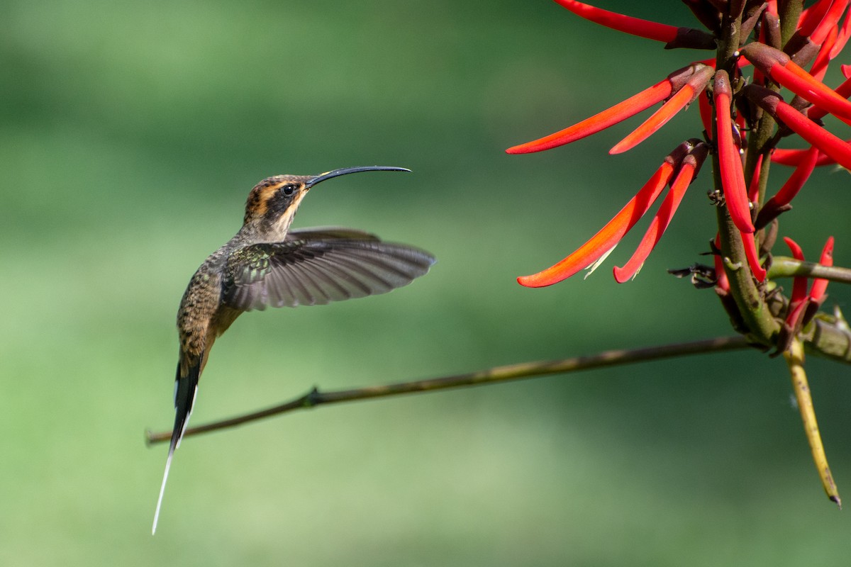 Scale-throated Hermit - ML523245451