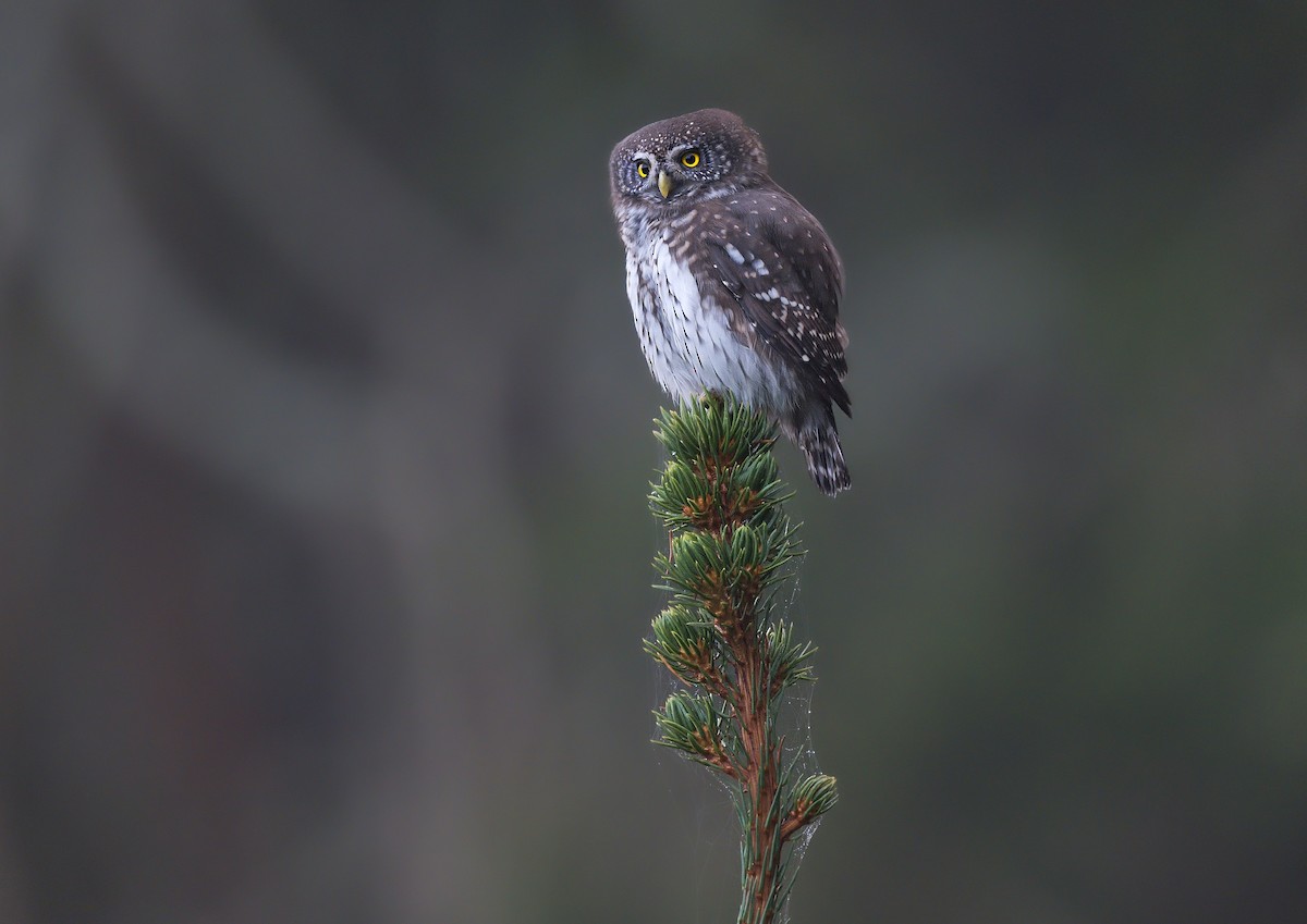 Eurasian Pygmy-Owl - ML523246591
