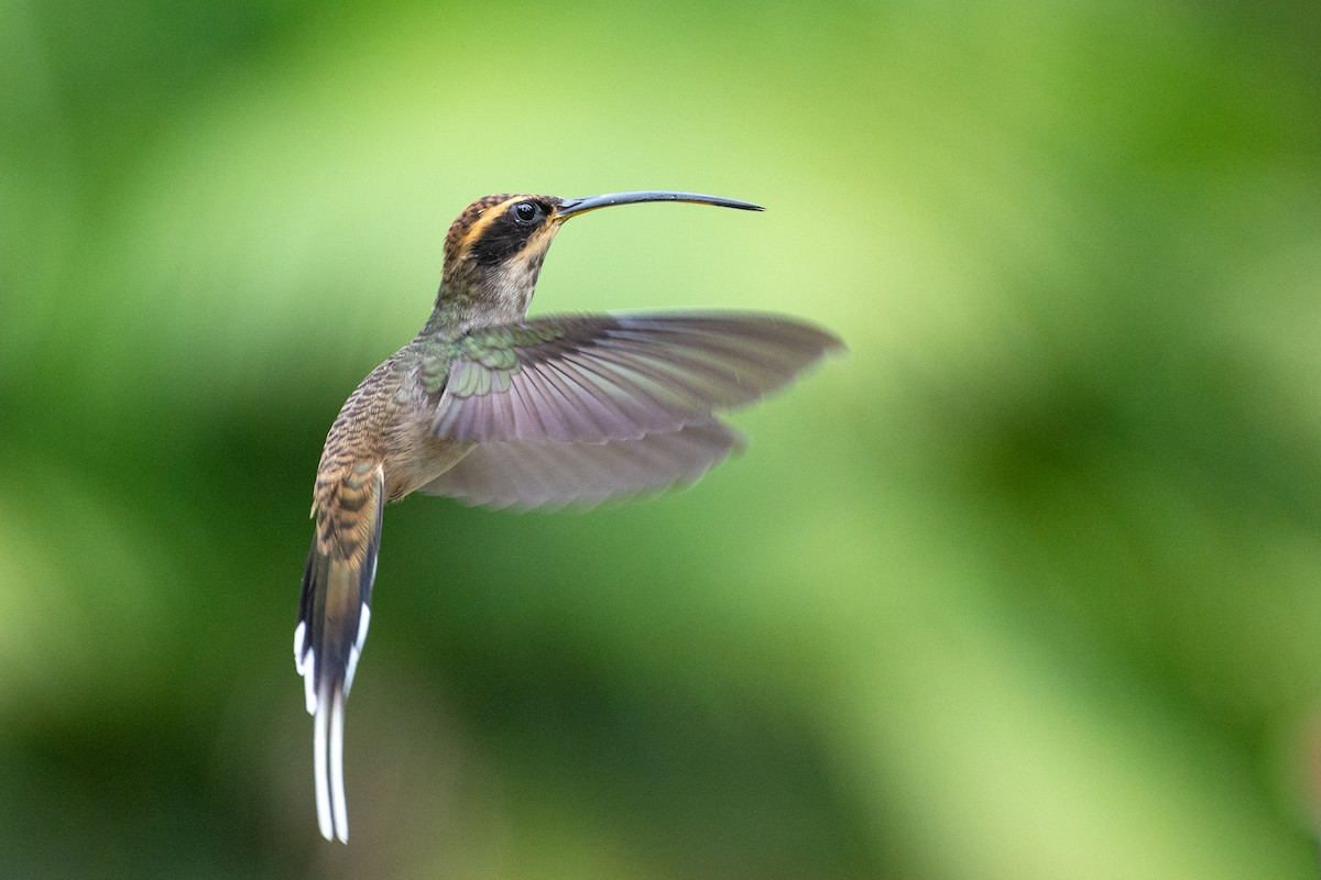Scale-throated Hermit - ML523249381