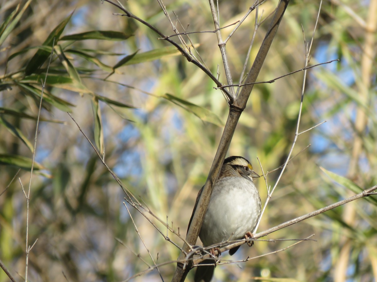White-throated Sparrow - ML523249981